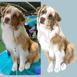 Pet Cartoon Portrait